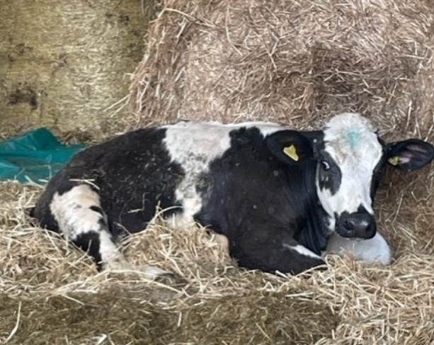 Several cows left injured and one dead following suspected dog attack - Vimarsana News