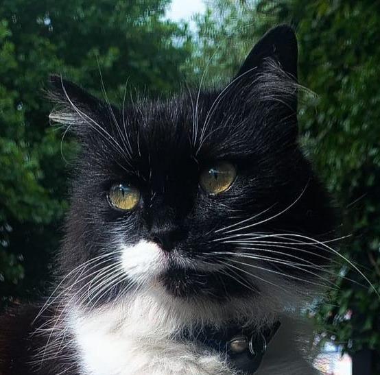 Lancashire Telegraph: Jerry the Asda Cat was spotted at Aldi on Tuesday June, 14