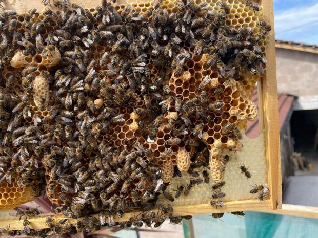 Lancashire Telegraph: Karen's bees in her Sabden-based hive
