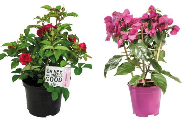 Lancashire Telegraph: (left) Garden Rose and (right) Bougainvillea (Lidl/Canva)