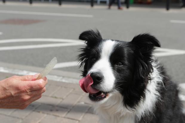 Lancashire Telegraph: A dog licking its lips after trying the Woof & Brew Ice Pops (Morrisons)