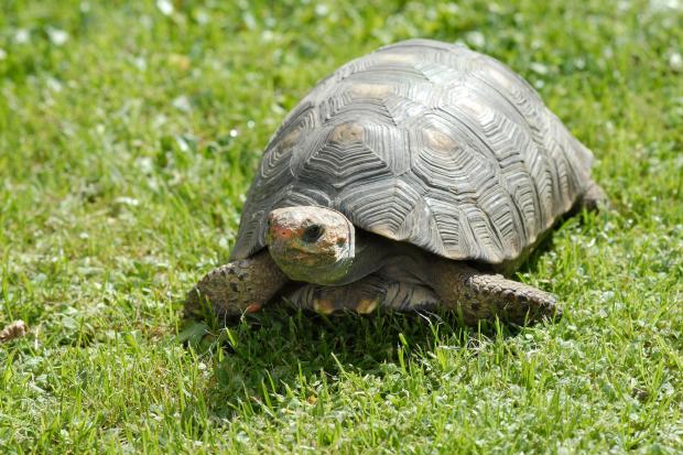 Cold-blooded creatures like tortoises could be the key to unlocking the secrets of human longevity (Canva)