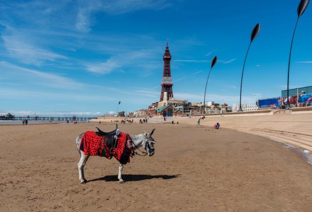 Lancashire Telegraph: A donkey on the beach in Blackpool (PA)