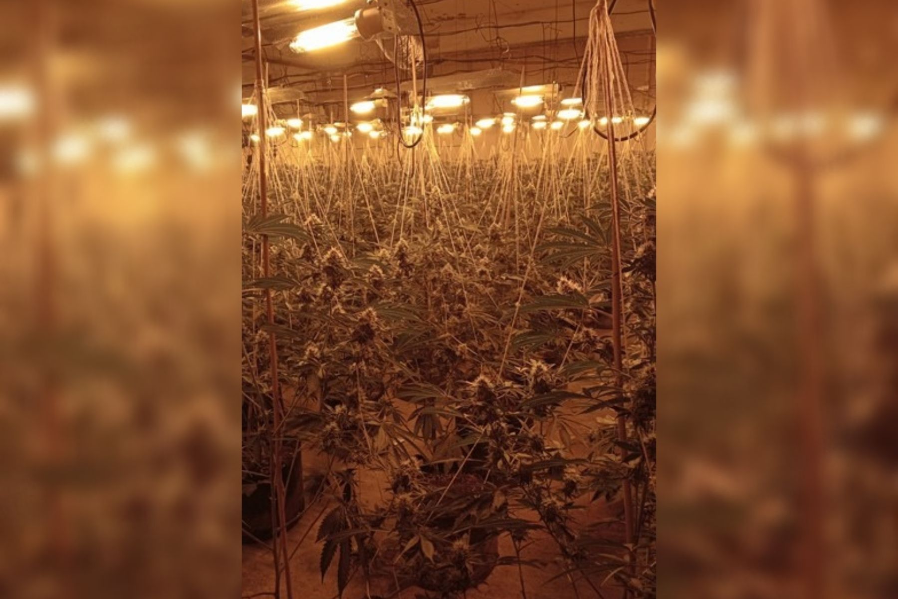Cannabis farm of 1,000 plants found in Shawforth factory - Vimarsana News