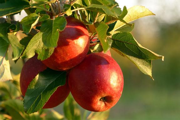 Lancashire Telegraph: Apples on a tree. Credit; Canva Lancashire Telegraph: Apples on a tree. Credit; Canva