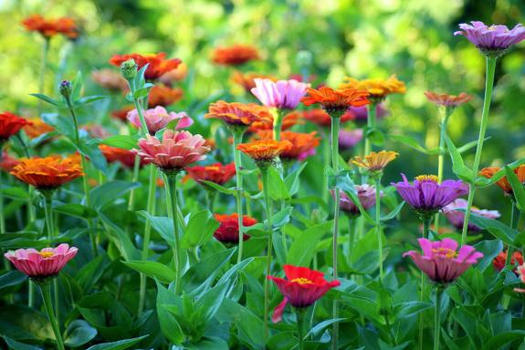 Lancashire Telegraph: Colourful flowers in a garden. Credit: Canva Lancashire Telegraph: Colourful flowers in a garden. Credit: Canva