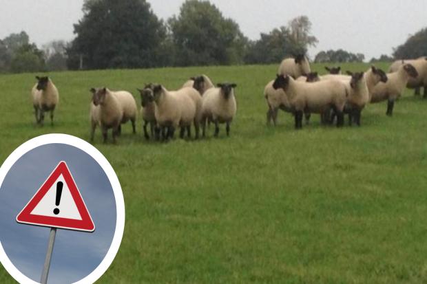 Farmer's sheep that was mauled by dog and left with missing ear has sadly died