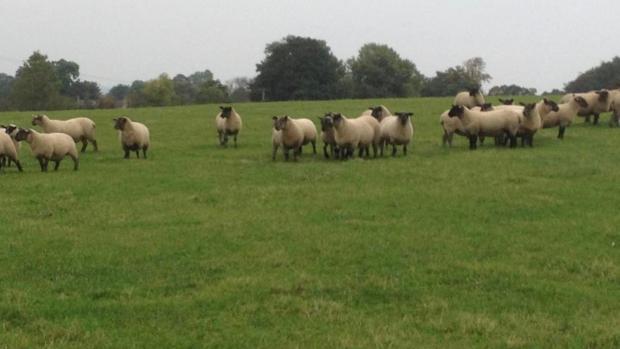 Lancashire Telegraph: Richard's sheep on Little Mitton Farm