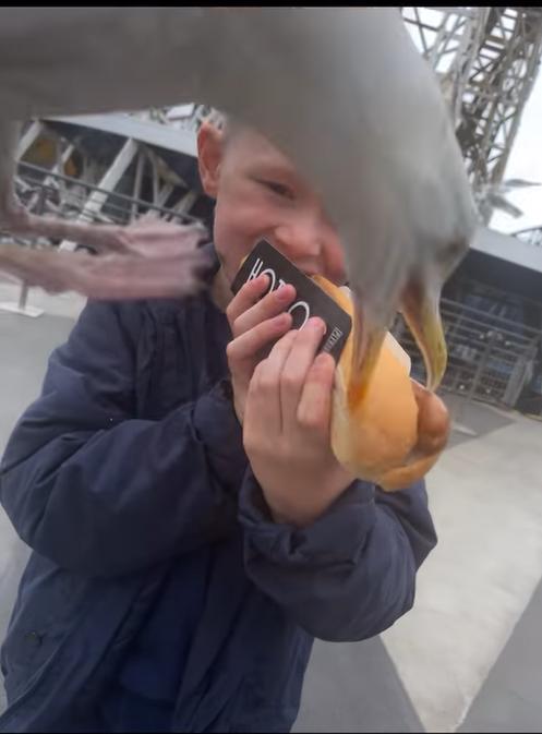 Lancashire Telegraph: Ralph Layfield had his hot dog stolen by seagull at Blackpool Pleasure Beach Lancashire Telegraph: Ralph Layfield had his hot dog stolen by seagull at Blackpool Pleasure Beach