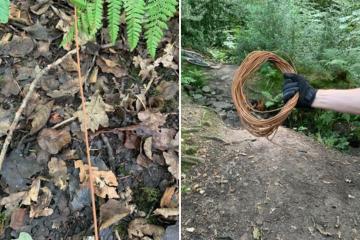 'Trap' wire set in woods at Roddlesworth Reservoirs