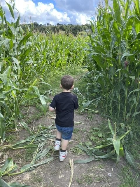 Lancashire Telegraph: you can also get lost in the corn maze
