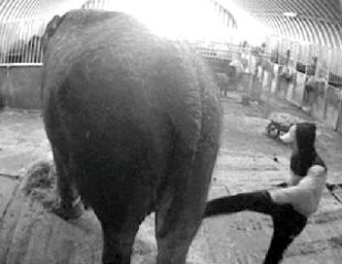 SHOCKING A video allegedly shows Ann the elephant being mistreated