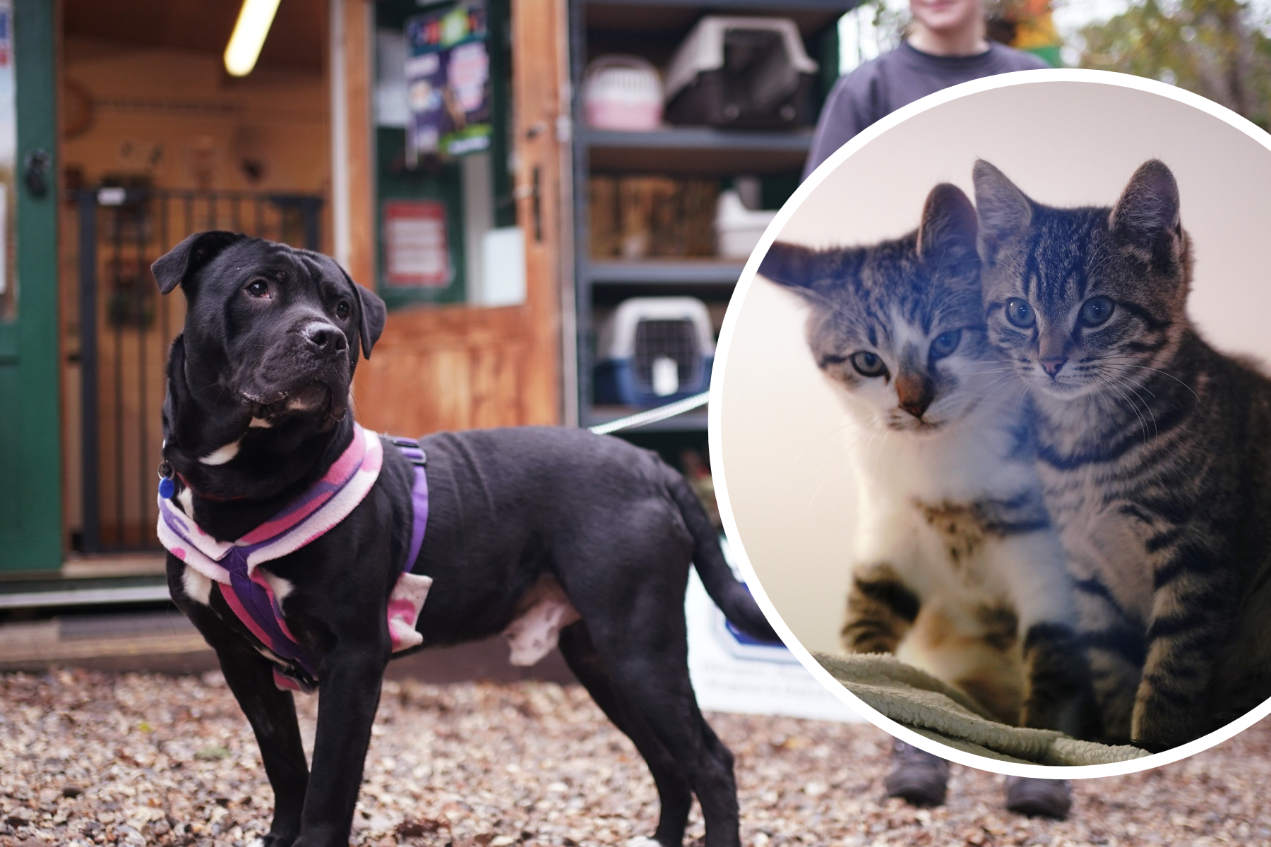 RSPCA urge people not to dump pets this Christmas