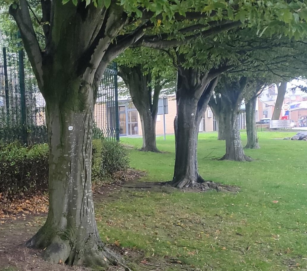 £300,000 funding for tree planting projects across Lancashire