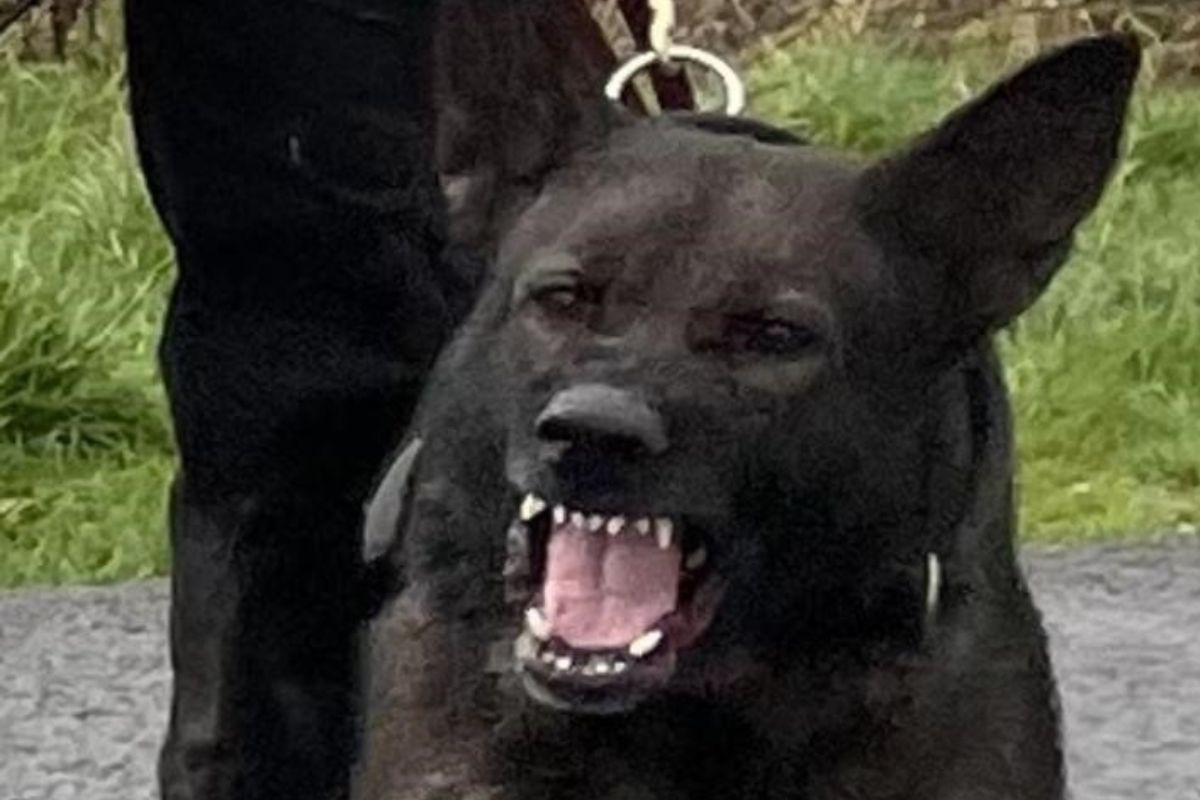 Burnley: Police dog finds intruders who broke into premises