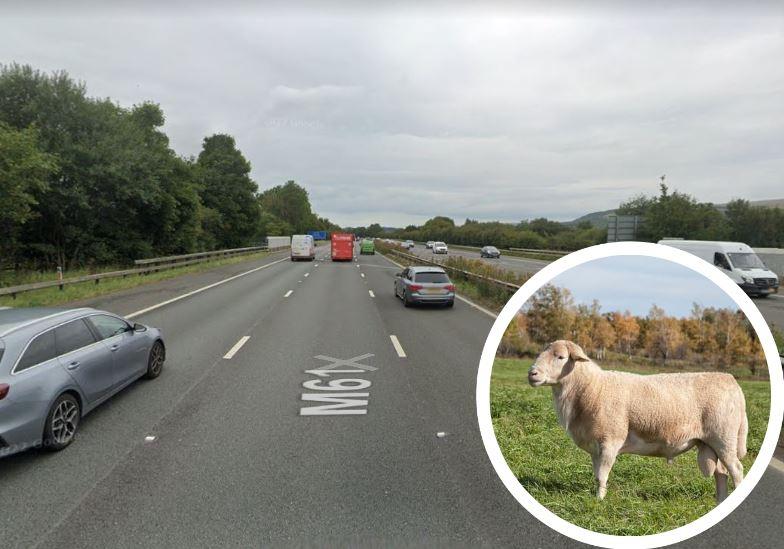 M61 traffic delays after sheep wanders onto carriageway near Chorley