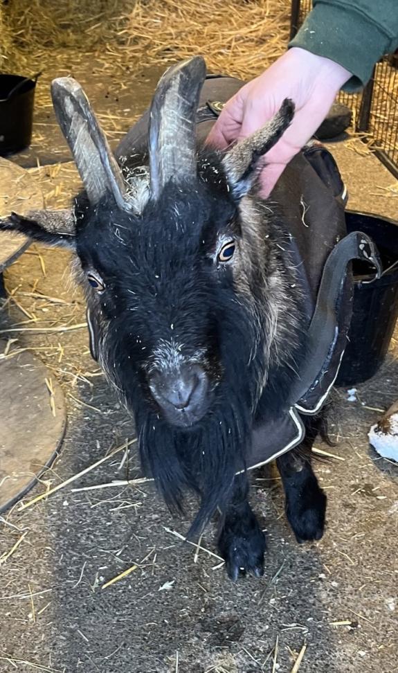 Lancashire Telegraph: Thomas the pygmy goat Lancashire Telegraph: Thomas the pygmy goat
