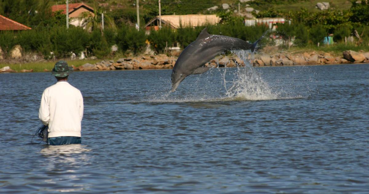 Dolphins and humans work together in fishing collaboration - Vimarsana News