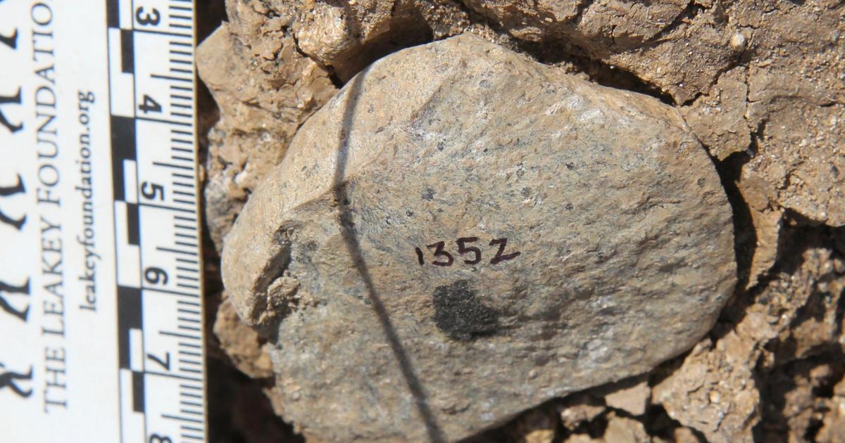 Stone Age discovery fuels mystery of who made early tools - Vimarsana News