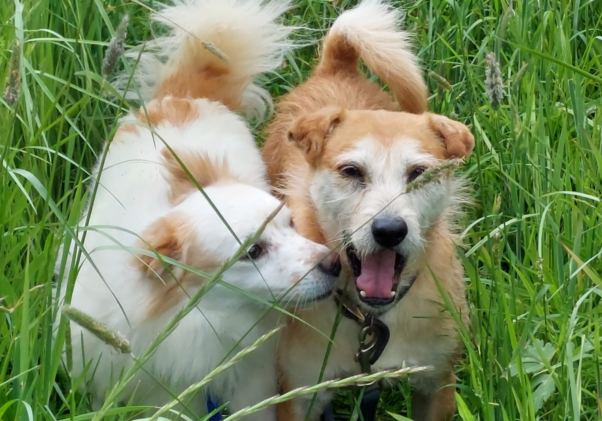 Home needed for dogs who had never been stroked in six years - Vimarsana News