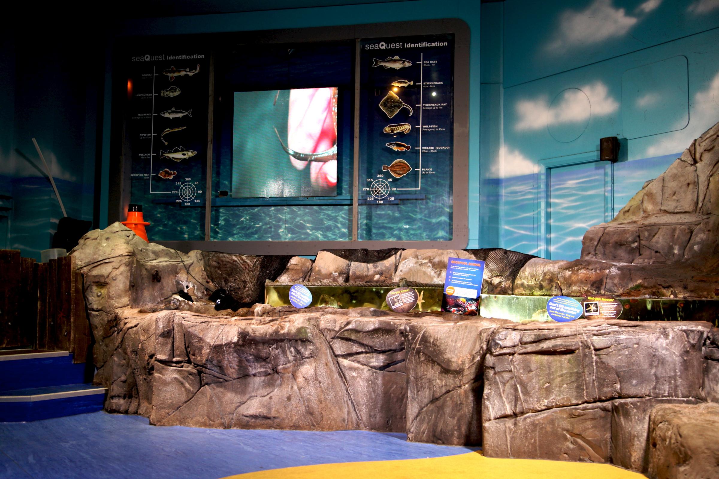 SEA LIFE Blackpool looking for budding marine expert for exciting role - Vimarsana News
