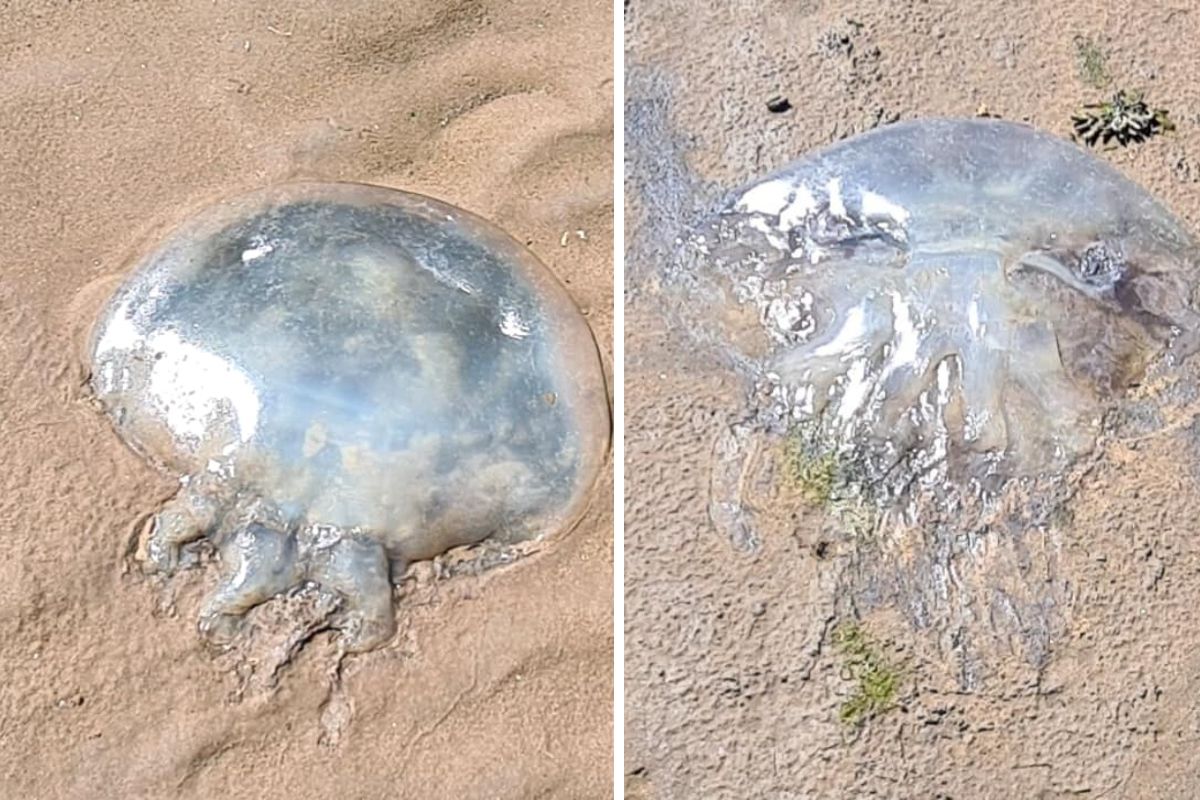 Woman baffled after finding dead jellyfish on Heysham beach - Vimarsana News