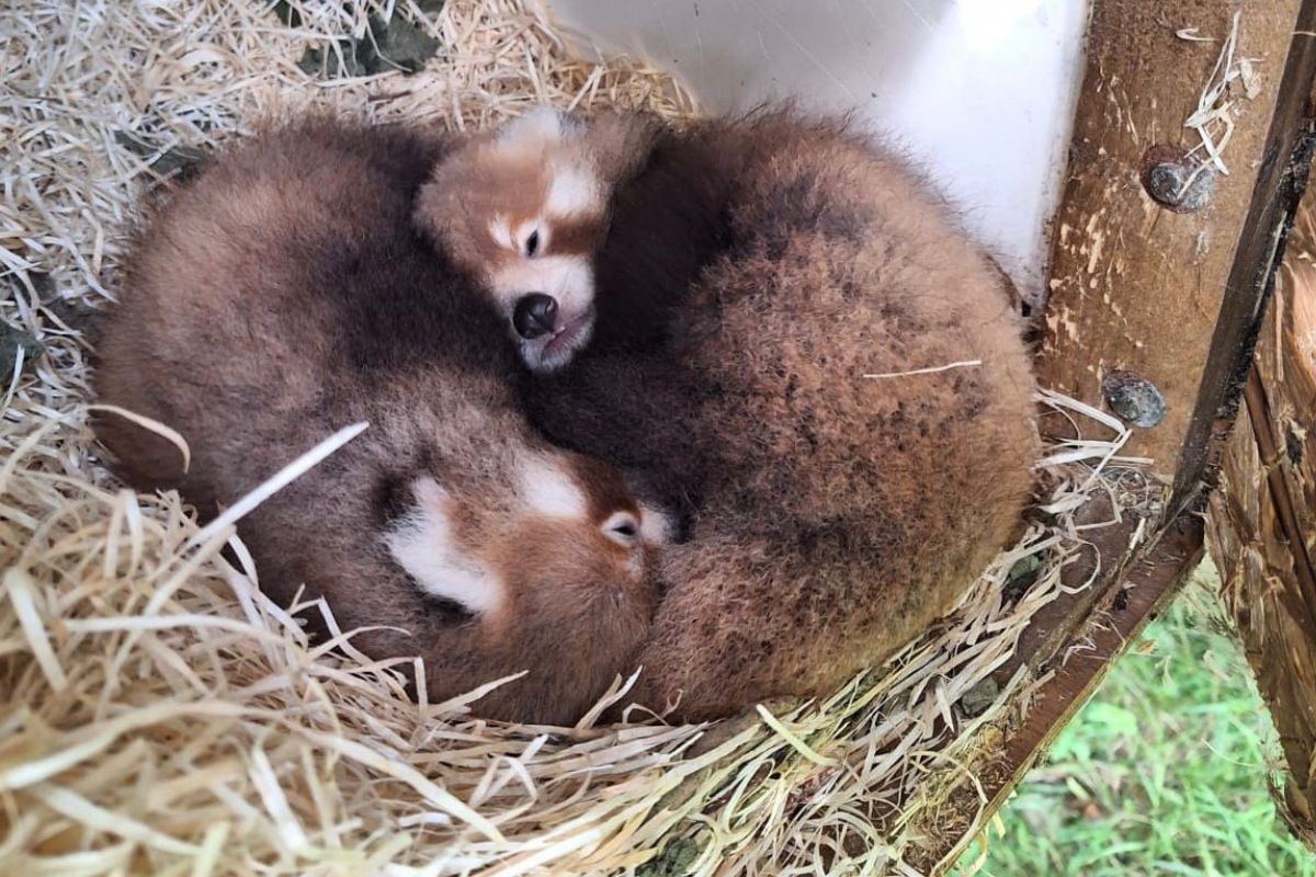 Adorable and endangered red panda cubs born at Blackpool Zoo - Vimarsana News