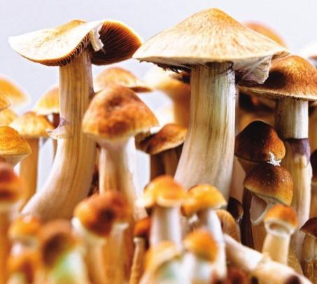 Lancashire Telegraph: Mushrooms Lancashire Telegraph: Mushrooms