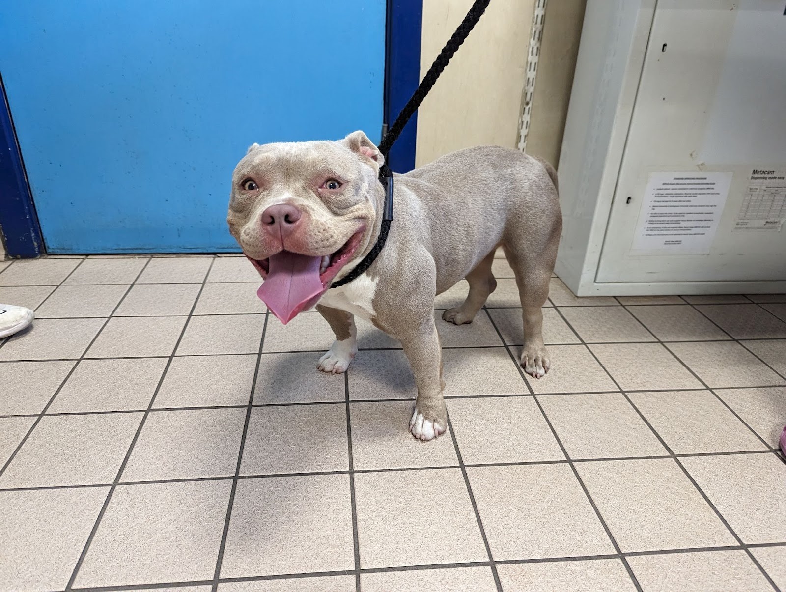 Pocket bully cruelly abandoned in pain in Knuzden Brook - Vimarsana News