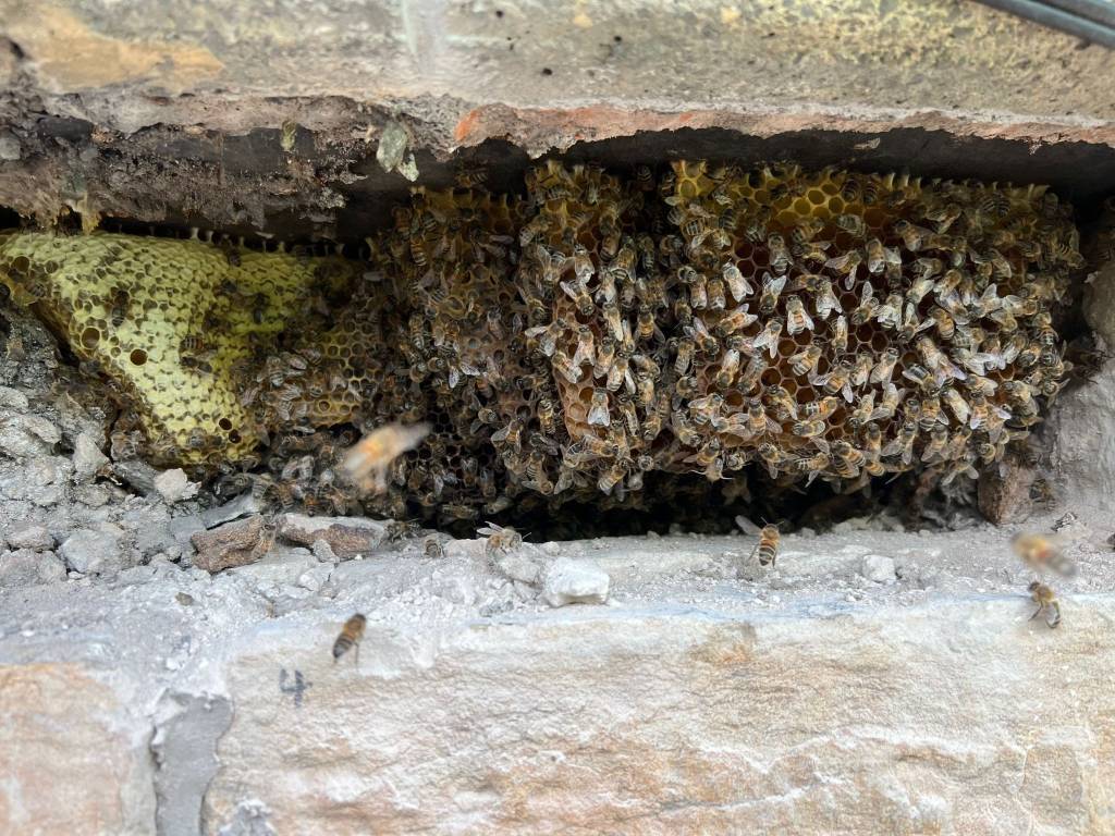Hyndburn honey-making hall invaders turn into the bees' knees - Vimarsana News