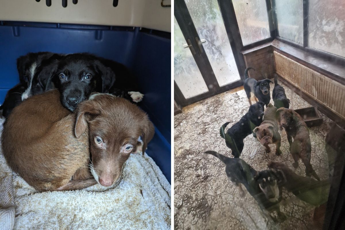 16 dogs and puppies kept in squalid conditions in Tarleton - Vimarsana News