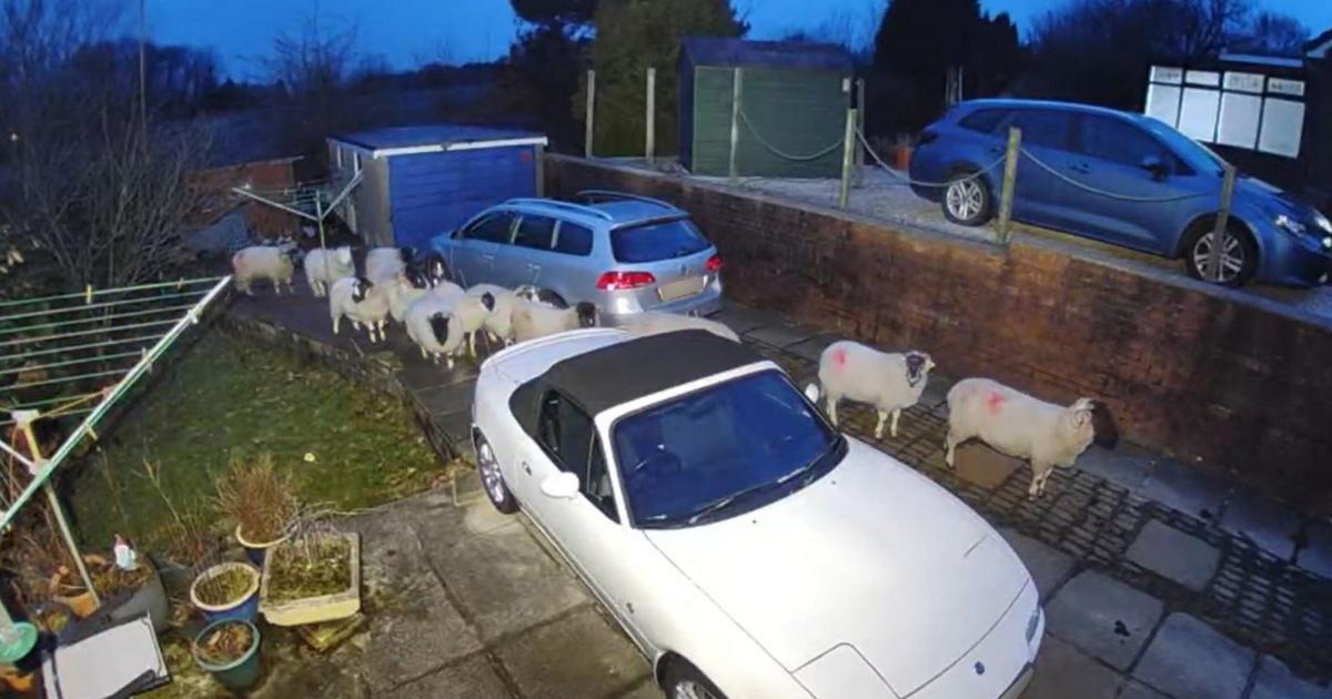 12 sheep huddle from Storm Jocelyn in Lancashire garden - Vimarsana News