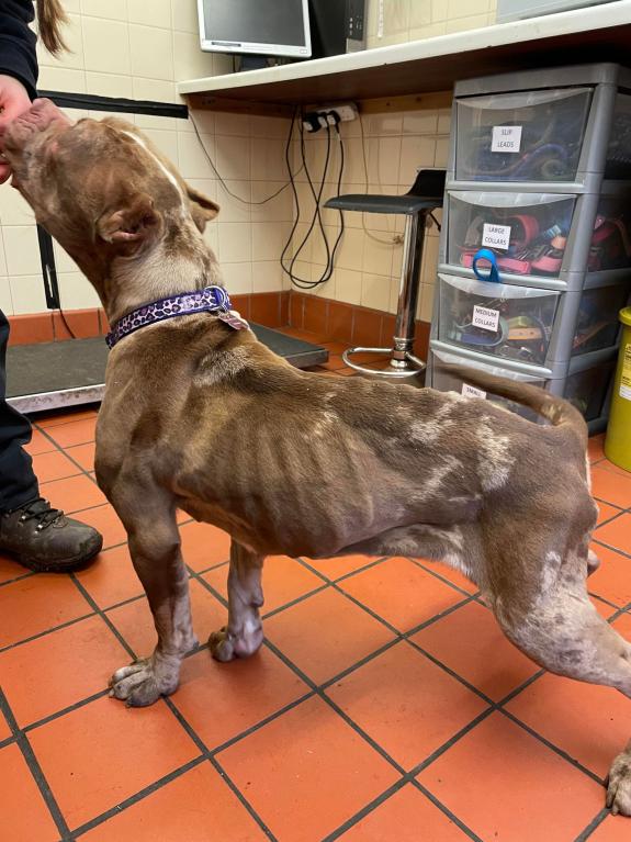 Lancashire Telegraph: Moana, an emaciated pocket bully has been found abandoned in Preston Lancashire Telegraph: Moana, an emaciated pocket bully has been found abandoned in Preston