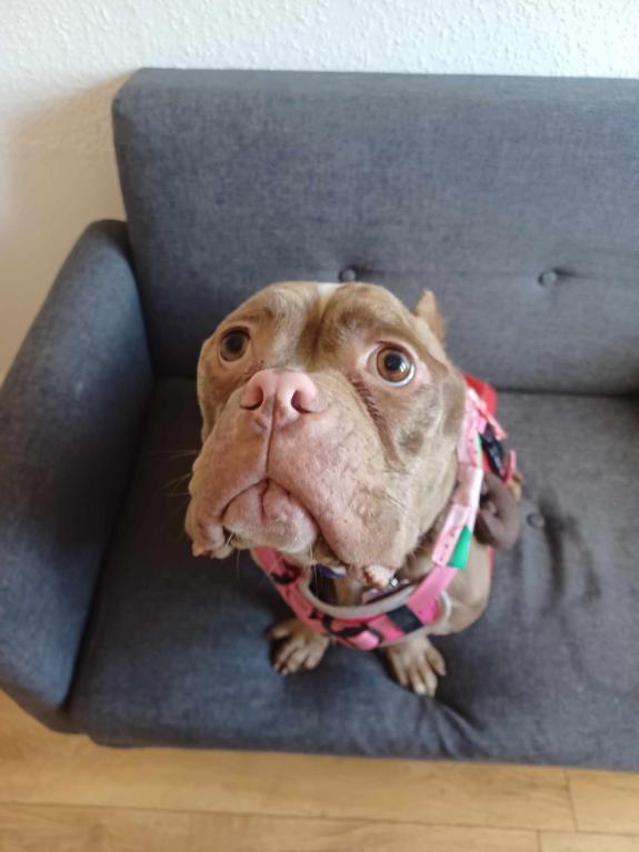 Lancashire Telegraph: Moana, an emaciated pocket bully has been found abandoned in Preston Lancashire Telegraph: Moana, an emaciated pocket bully has been found abandoned in Preston