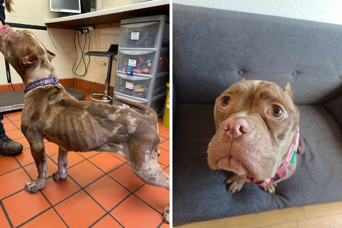 Malnourished dog with cropped ears found in Preston - Vimarsana News