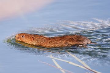 Water vole watchers sought for Lancashire's rivers