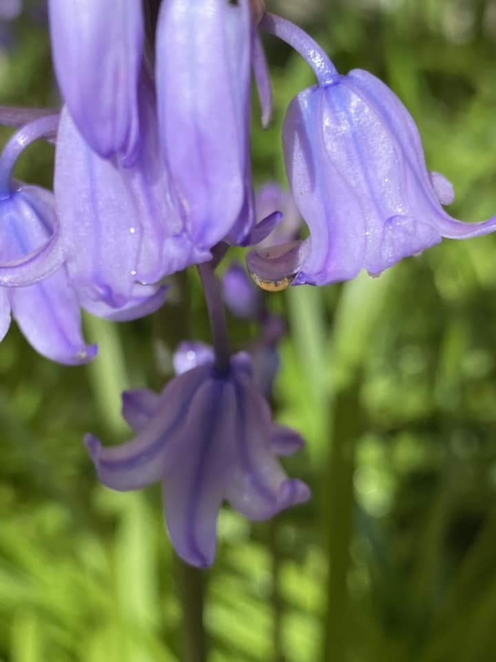 Bluebells in Claughton by Beryl Cooke