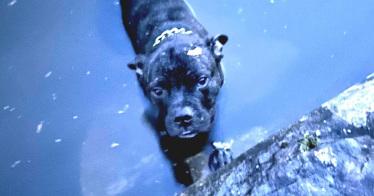 Appeal after dog thrown into Burnley canal and left to drown - Vimarsana News