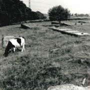 Grazing cattle at site of former Second World War prison camp in Knuzden.