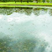 TRAP: The Canadian Pond Weed can be seen close to the surface of the lake in Queen’s Park