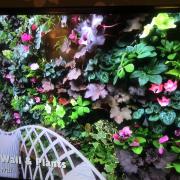 Wonderwall on television with Alan Titchmarsh
