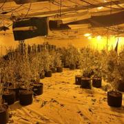 The cannabis cultivation police found above some shops in Burnley. Photo credit: Burnley police / Facebook