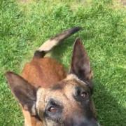 Foiled: PD Rhyker helped to catch two would-be moped thieves