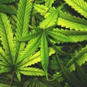 Cannabis: The plants were discovered at a home in Barnoldswick