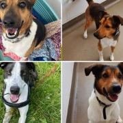 These four dogs at the RSPCA in Lancashire need forever homes (Credit: RSPCA)