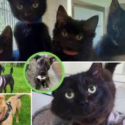 Are you looking to expand your family and welcome in a four-legged friend? Then look no further! (RSPCA)