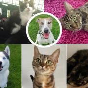 These four-legged friends are in need of a forever home, have a look at their profiles at the RSPCA Southport, Ormskirk and district branch.