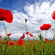 Remembrance Day is on Sunday November 14 this year (Canva)