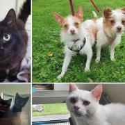 These four-legged friends are in need of a forever home, have a look at their profiles at the RSPCA Blackpool branch (RSPCA)