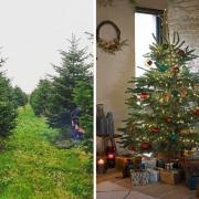 Eight places to buy a real Christmas tree in Lancashire (Dobbies Garden Centres/PA)